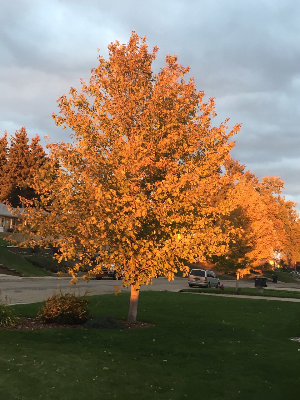 Tree in the fall